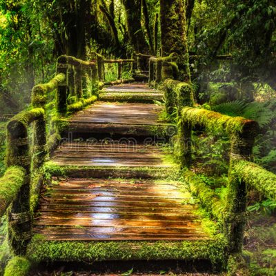 beautiful-rain-forest-ang-ka-nature-trail-doi-inthanon-national-park-thailand-36703721